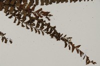鞭葉鐵線蕨藏品圖，第3張