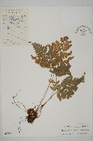 腫足蕨藏品圖，第1張