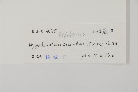 腫足蕨藏品圖，第2張