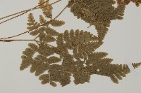 腫足蕨藏品圖，第3張