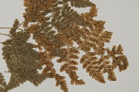 腫足蕨藏品圖，第4張