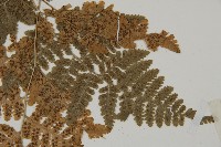 腫足蕨藏品圖，第5張