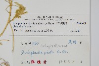 全緣卷柏藏品圖，第2張