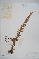 翅軸假金星蕨、短柄卵果蕨藏品圖，第1張