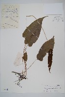 單葉新月蕨藏品圖，第1張