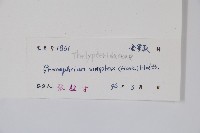 單葉新月蕨藏品圖，第2張