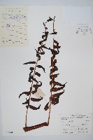 黑桫蕨藏品圖，第1張