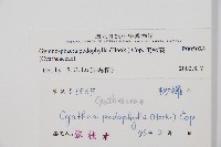 黑桫蕨藏品圖，第2張