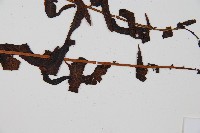 黑桫蕨藏品圖，第3張