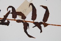 黑桫蕨藏品圖，第5張