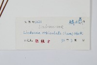 圓葉陵齒蕨藏品圖，第2張