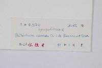 燈龍草藏品圖，第2張