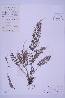 長生鐵角蕨藏品圖，第1張