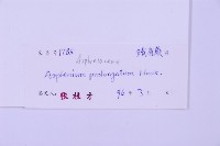 長生鐵角蕨藏品圖，第2張