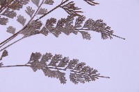 長生鐵角蕨藏品圖，第3張