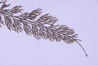 長生鐵角蕨藏品圖，第4張