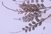 長生鐵角蕨藏品圖，第5張