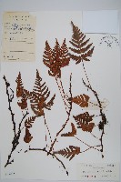 陰石蕨藏品圖，第1張