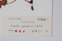 陰石蕨藏品圖，第2張