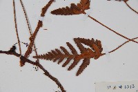 陰石蕨藏品圖，第3張