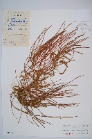 木賊葉石松藏品圖，第1張