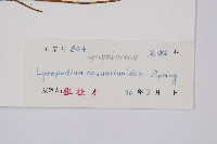 木賊葉石松藏品圖，第2張