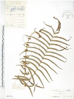 鱗蓋鳳尾蕨藏品圖，第1張