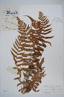 密腺副金星蕨藏品圖，第1張