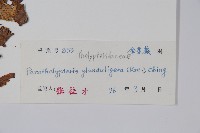 密腺副金星蕨藏品圖，第2張