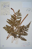 大片複葉耳蕨藏品圖，第1張