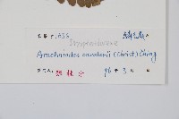 大片複葉耳蕨藏品圖，第2張