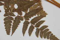 大片複葉耳蕨藏品圖，第3張