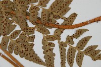 大片複葉耳蕨藏品圖，第4張