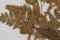 大片複葉耳蕨藏品圖，第5張