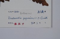 日本狗脊蕨藏品圖，第2張