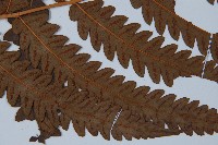 日本狗脊蕨藏品圖，第3張