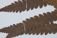 日本狗脊蕨藏品圖，第4張