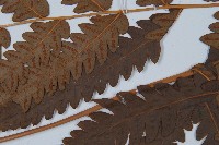 日本狗脊蕨藏品圖，第5張