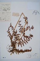 華南鱗蓋蕨藏品圖，第1張