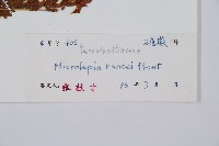 華南鱗蓋蕨藏品圖，第2張