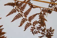 華南鱗蓋蕨藏品圖，第3張