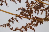 華南鱗蓋蕨藏品圖，第5張