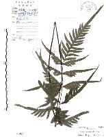 半邊羽裂鳳尾蕨藏品圖，第1張