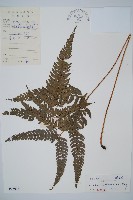 中華複葉耳蕨藏品圖，第1張