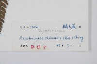 中華複葉耳蕨藏品圖，第2張