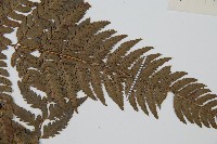 中華複葉耳蕨藏品圖，第3張