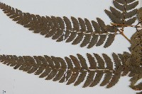 中華複葉耳蕨藏品圖，第4張