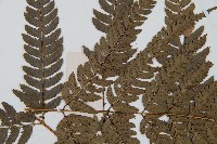 中華複葉耳蕨藏品圖，第5張