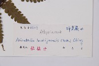 薄蓋短腸蕨藏品圖，第3張