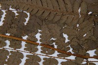 薄蓋短腸蕨藏品圖，第4張